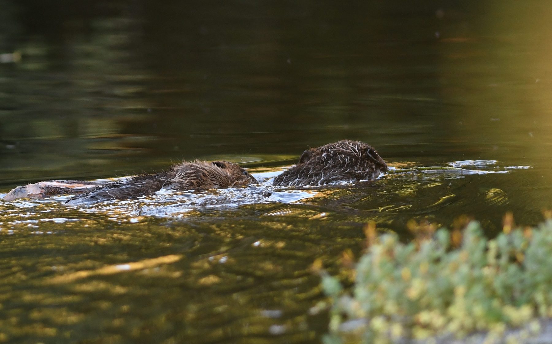 Beaver baby having a free ride. Credit: David Parkyn