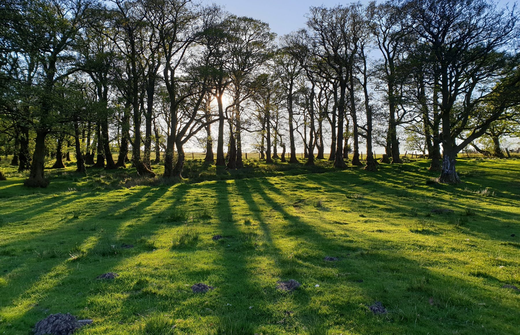 Sun through trees at Brecon. Credit: James Wallace