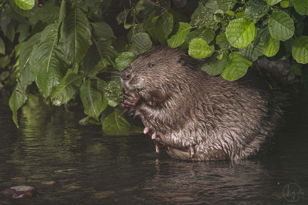 Beaver Study – E15038 Beaver | BEAVER – FJESP