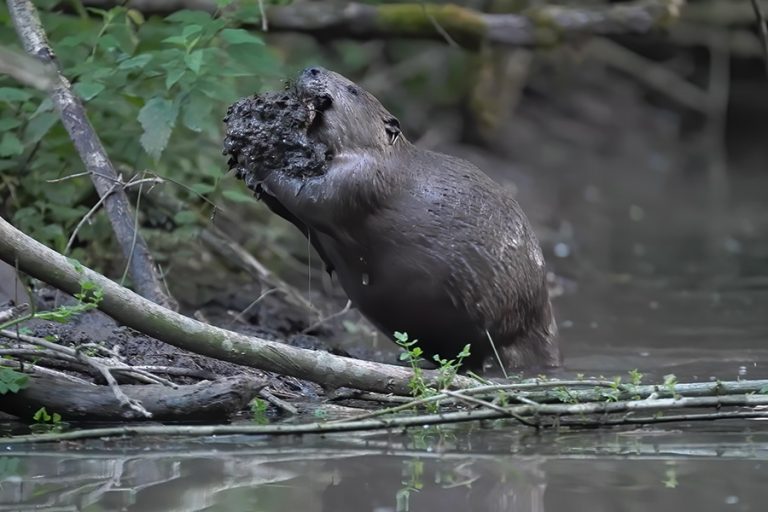 Places to see beavers - Beaver Trust