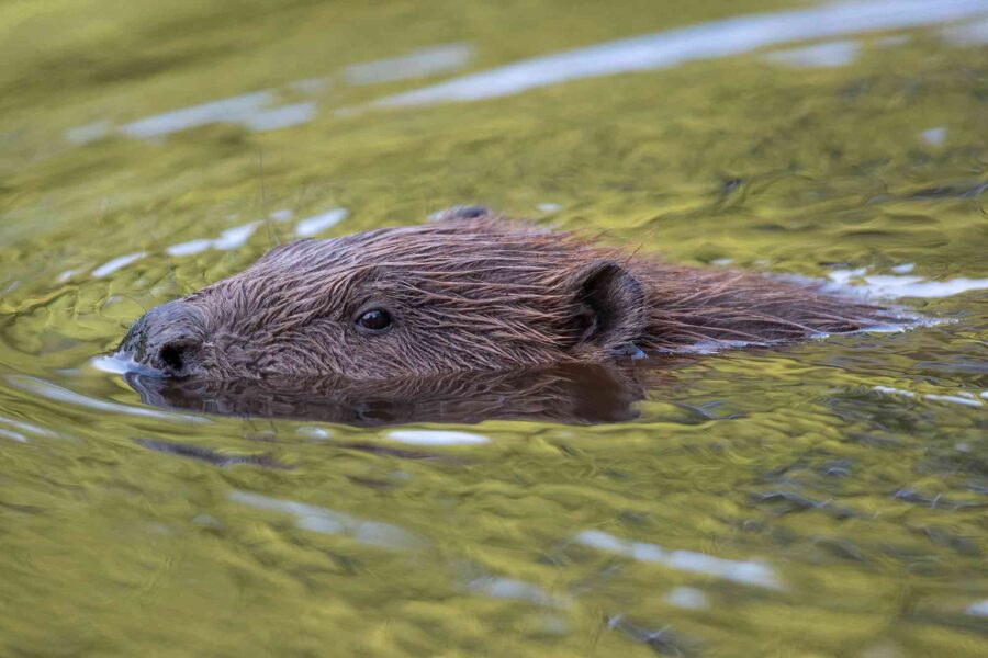 closeup of a beaver head, swimming left, ears, eyes, and nose just peeking above the surface.