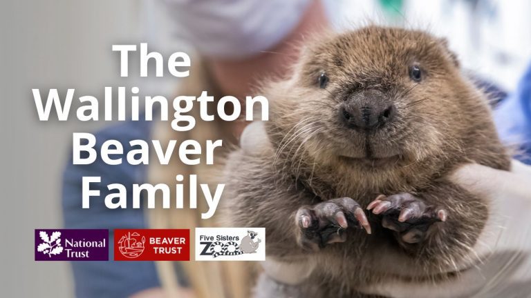 Baby Beaver born at Five Sisters Zoo thriving in Northumberland ...