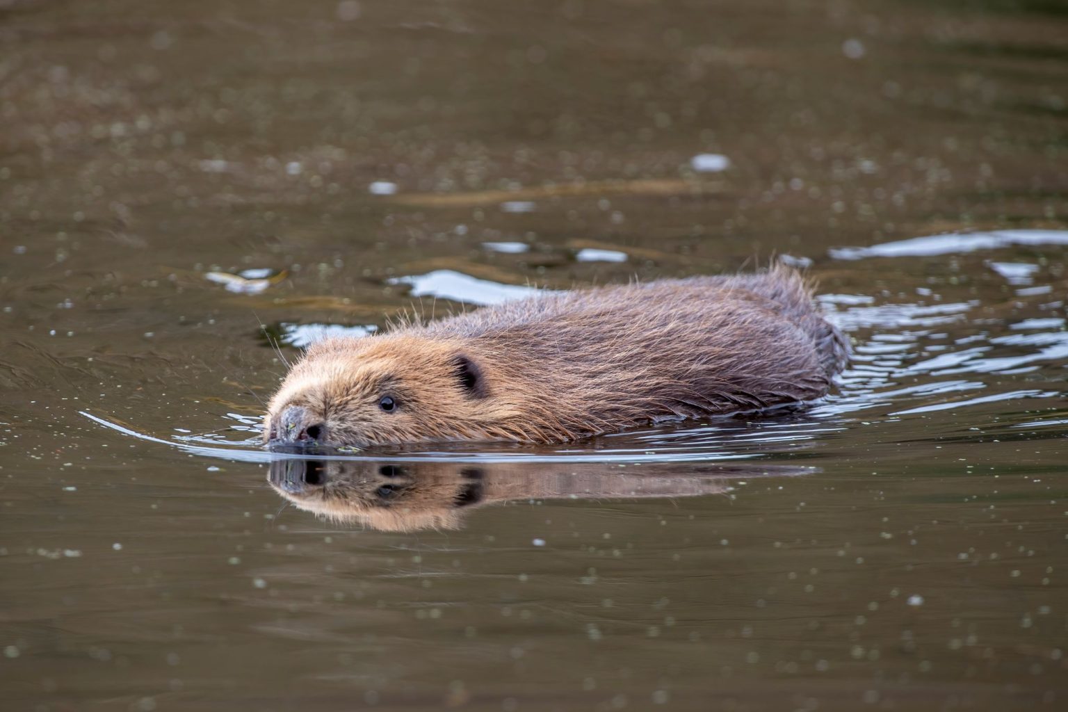 Restoring England’s rivers: Coalition of 49 organisations push for wild ...