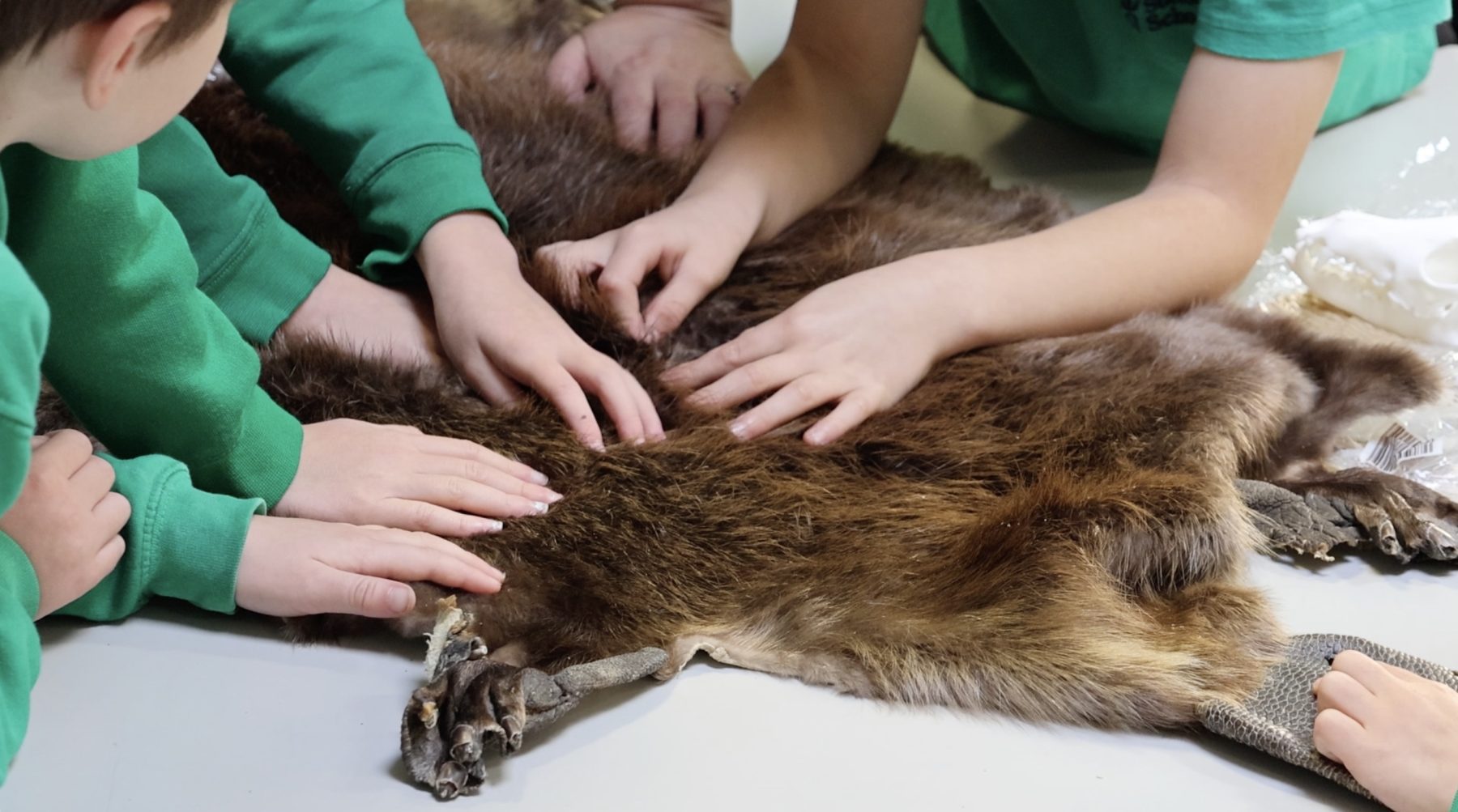 Nature for everyone: Fostering inclusivity through beaver education ...