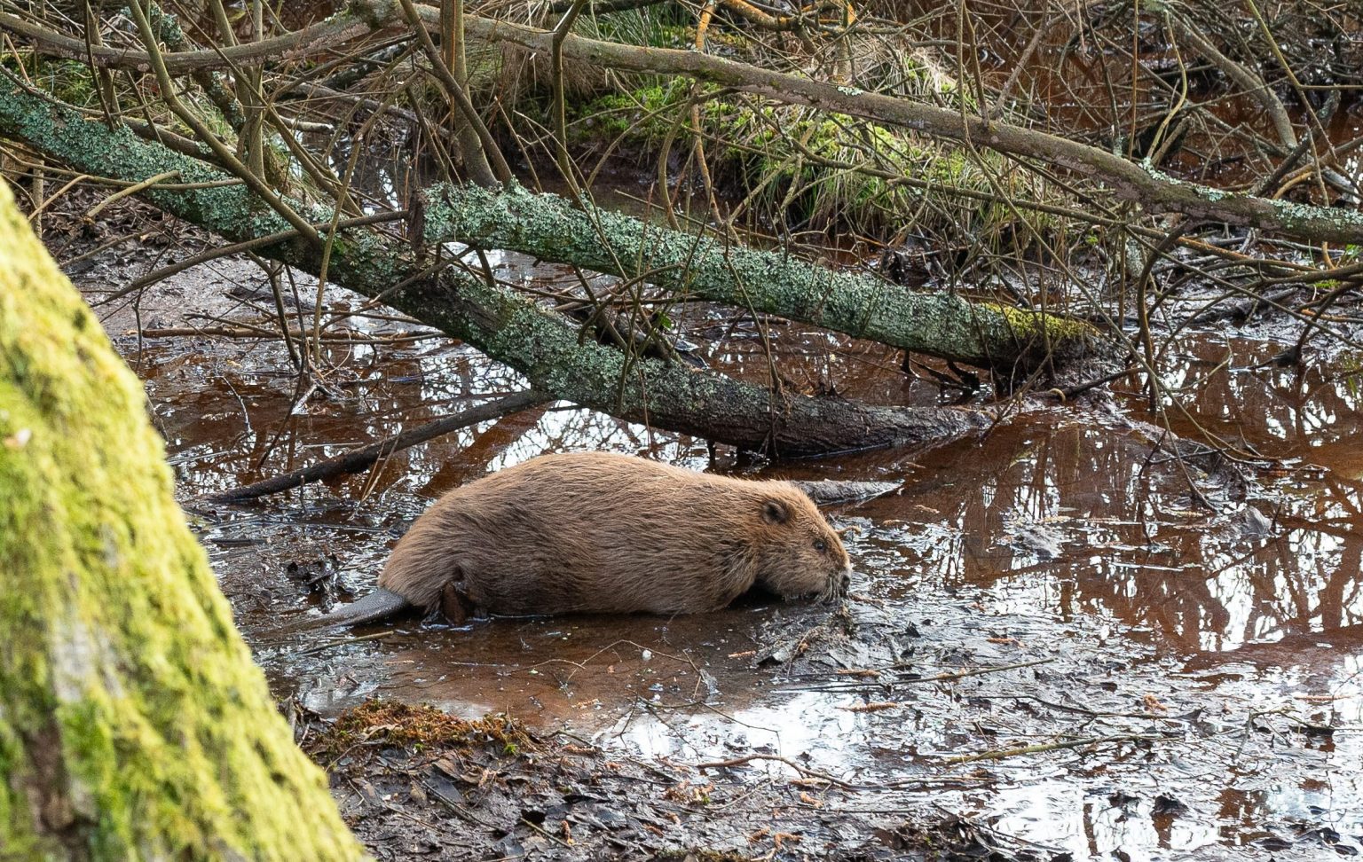 Room to roam: what next for wild beavers in England? - Beaver Trust