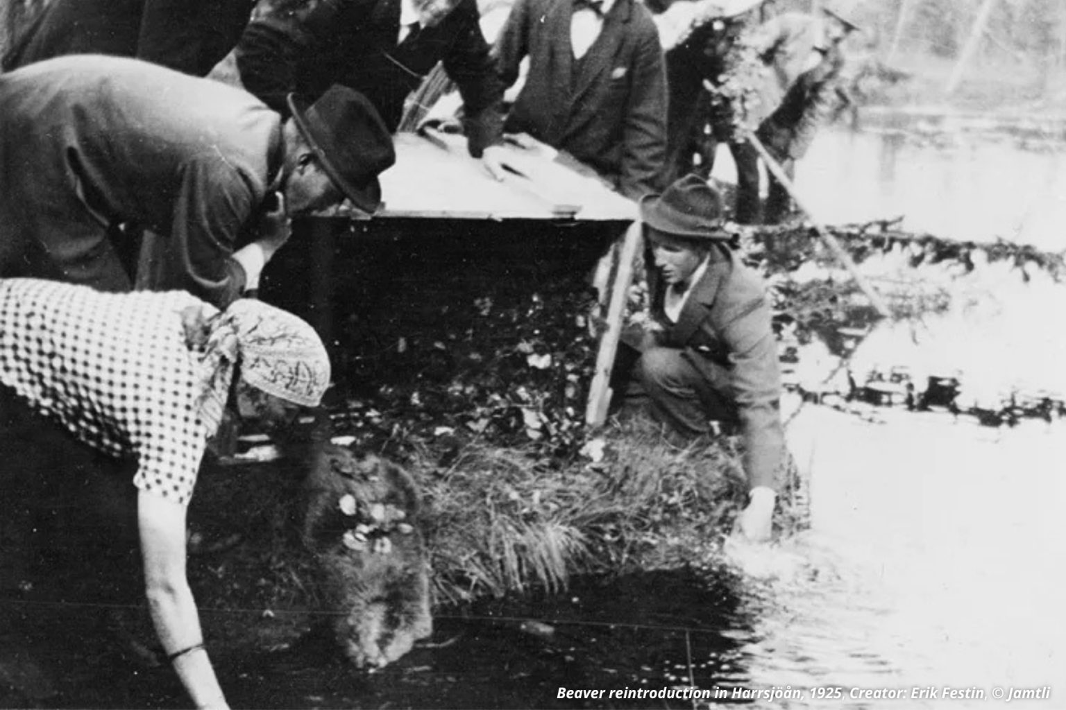 From Bjurälven to Britain: 103 years of beaver comebacks - and why we ...
