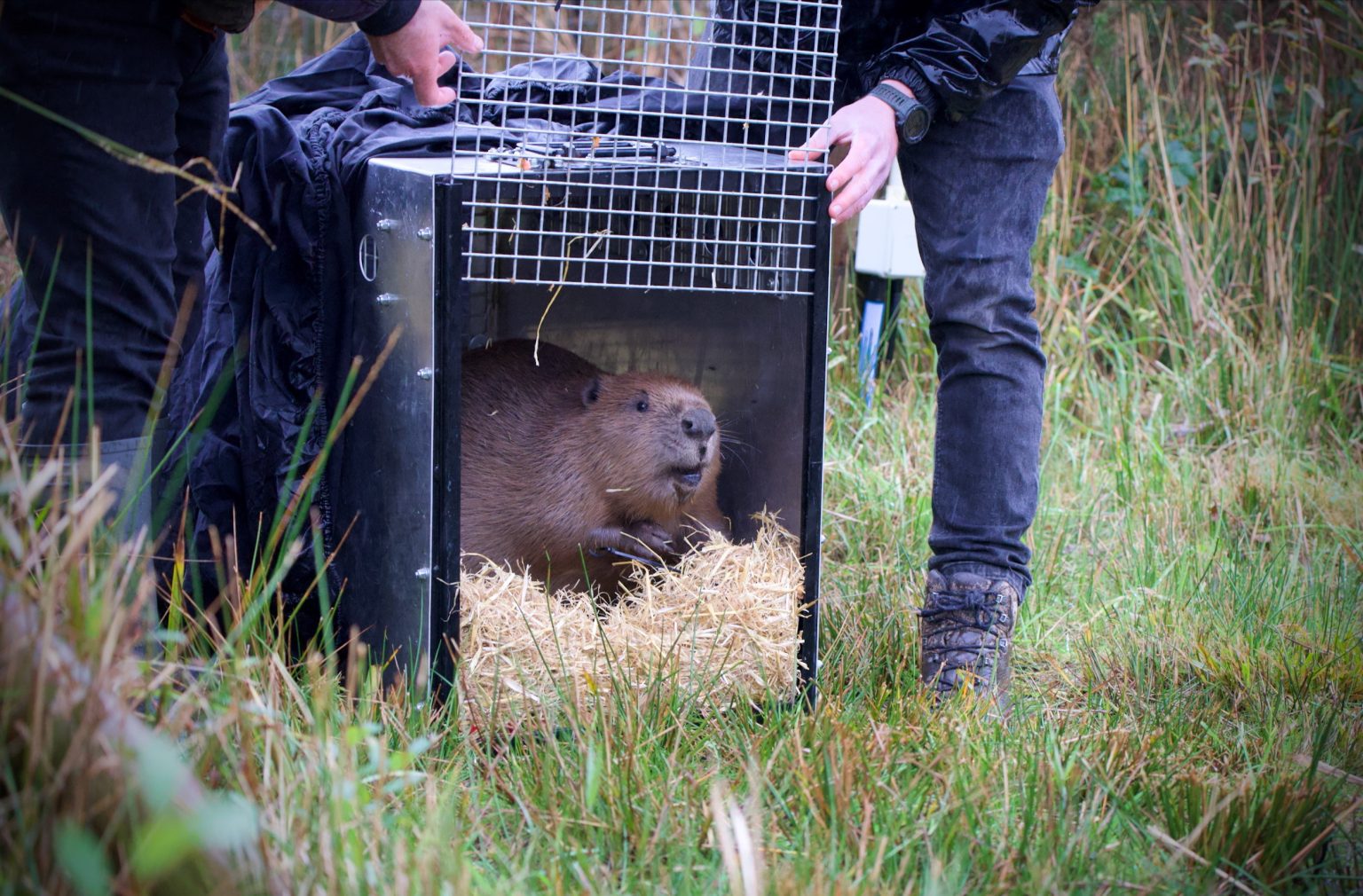 Homepage - Beaver Trust