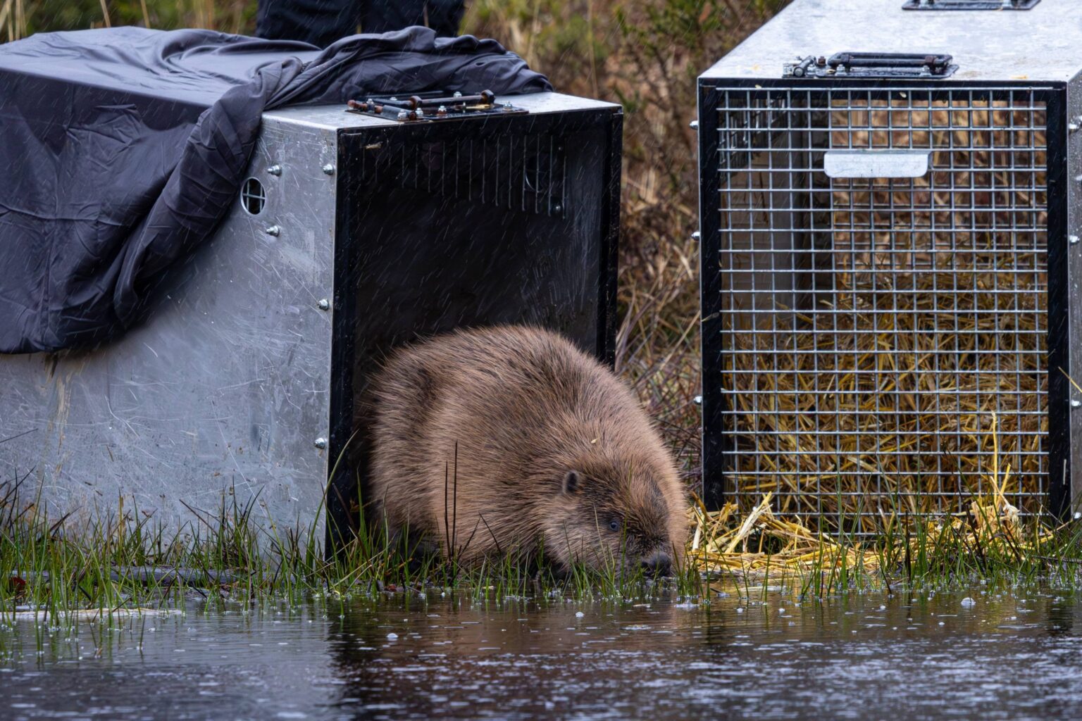Wild beavers release marks new chapter for nature recovery in Cornwall ...