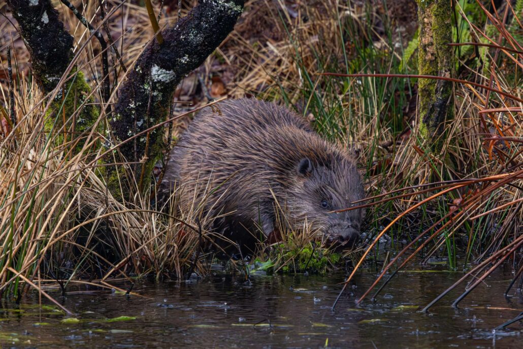 Wild beavers release marks new chapter for nature recovery in Cornwall ...