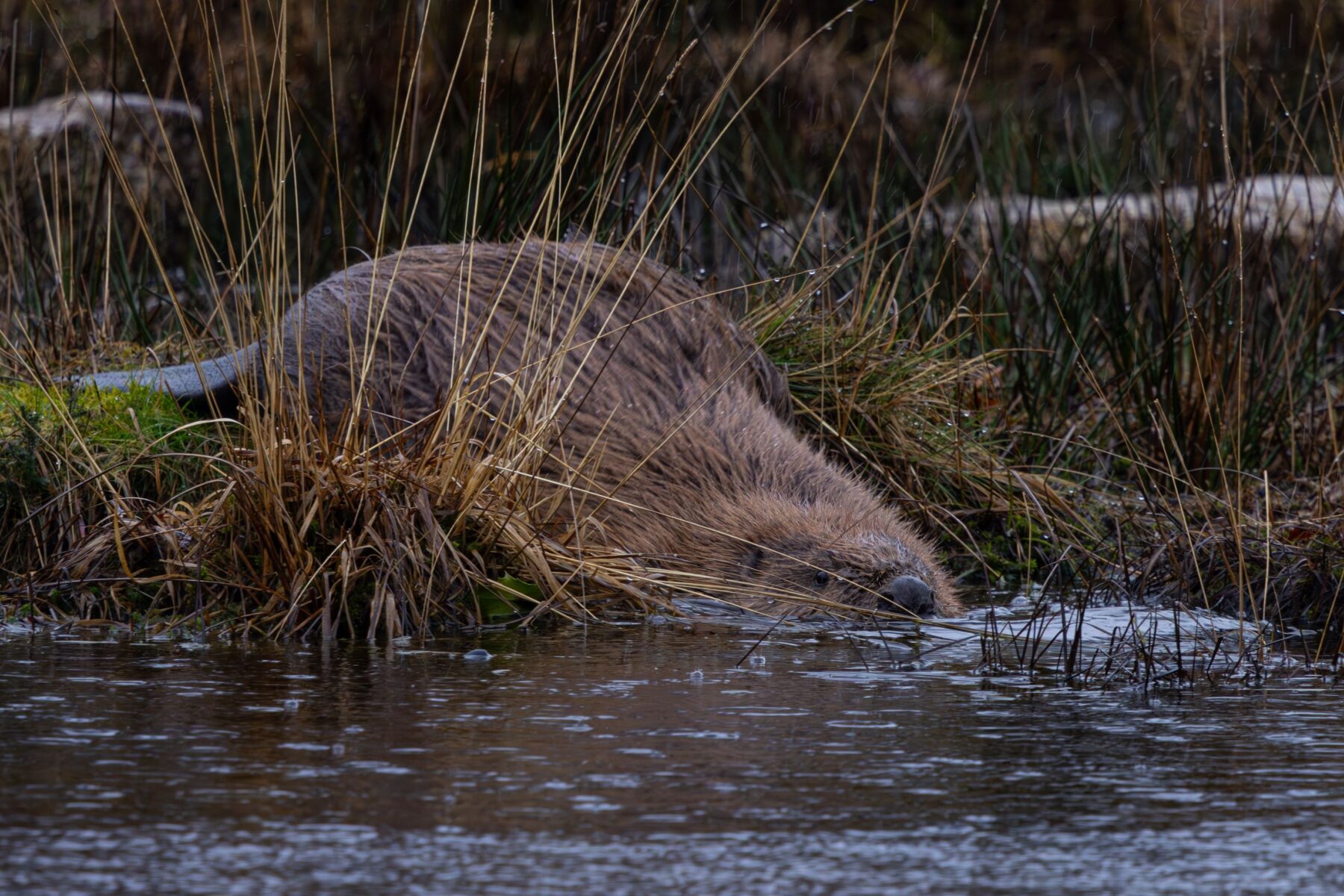 Wild beavers release marks new chapter for nature recovery in Cornwall ...