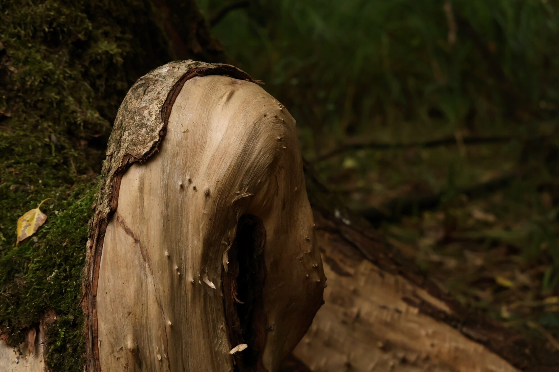 A very curved and bark-free root which Isabella calls "beaver art"