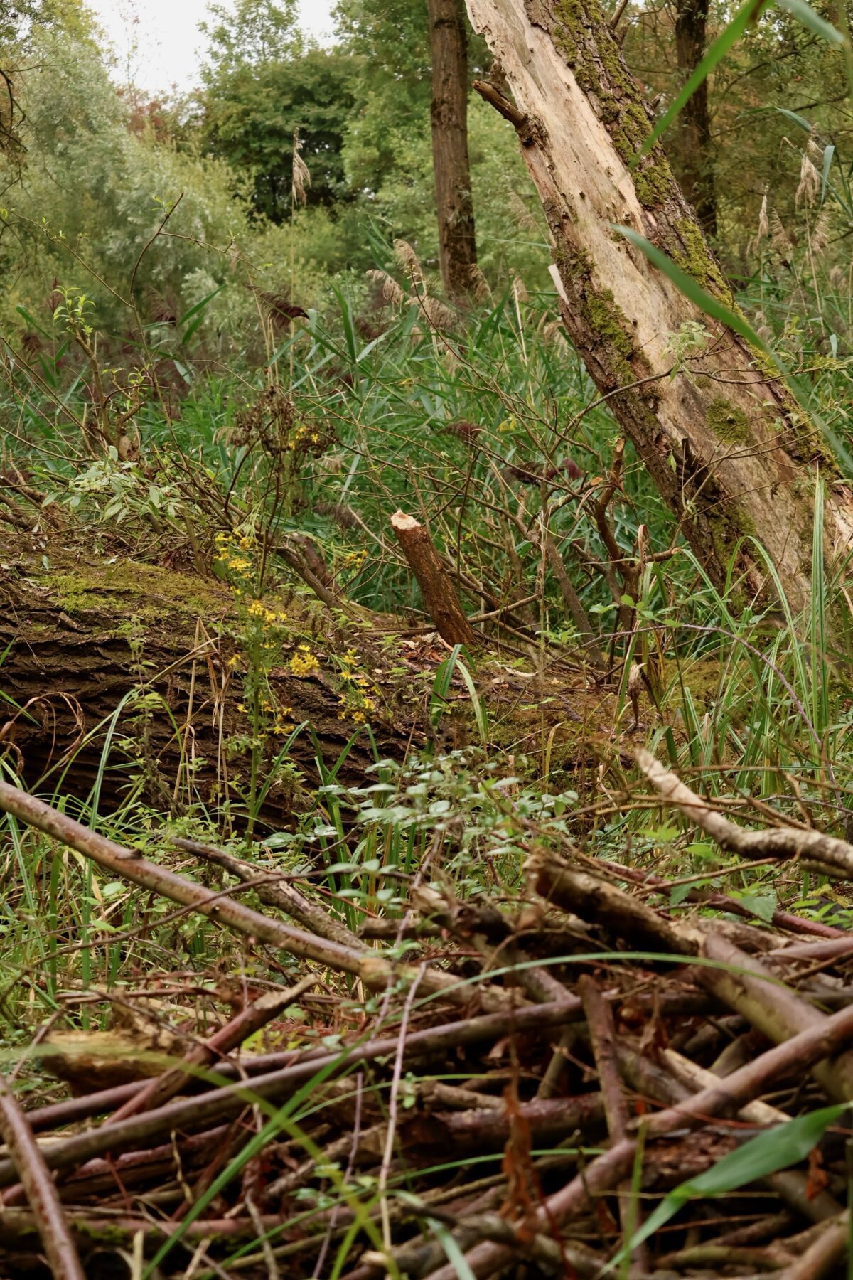Lodge in foreground; fallen willow with beaver-gnawed shoots in background