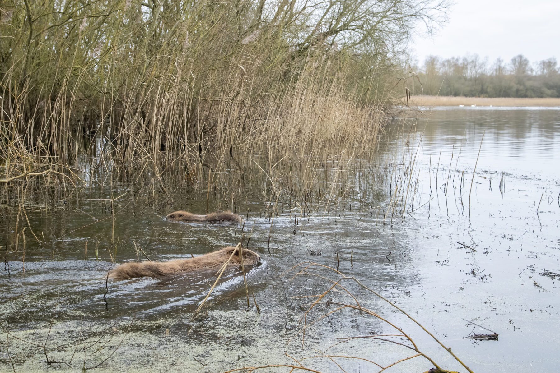 Sub-adult and kit exploring their new home Nene Wetlands