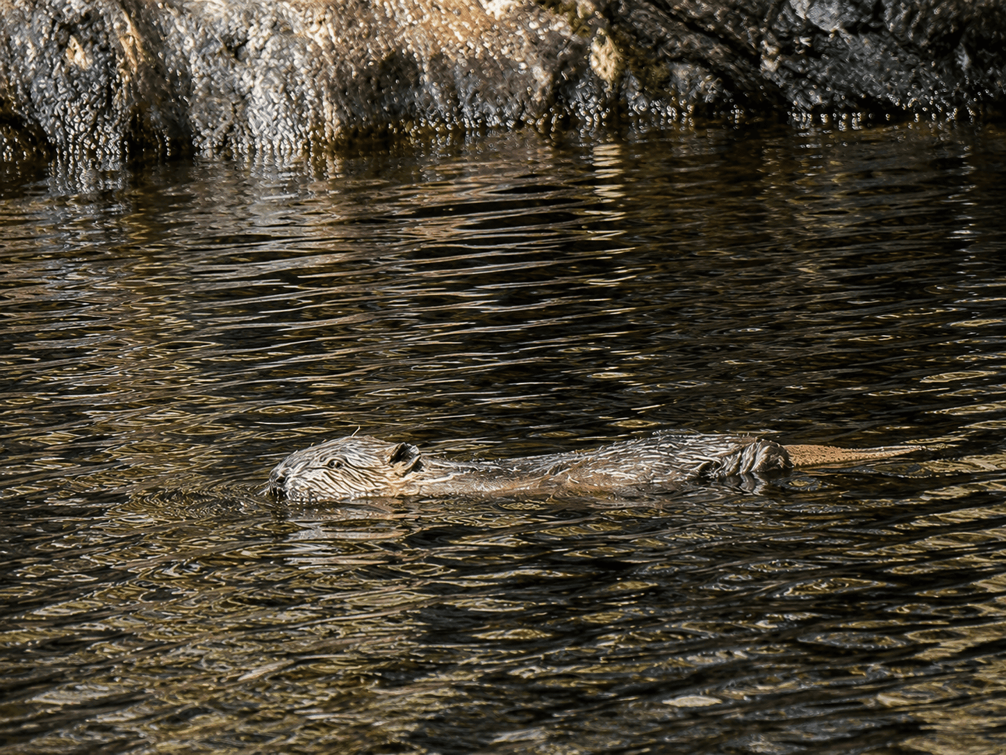 A beaver kit on the surface of the water, swimming right to left
