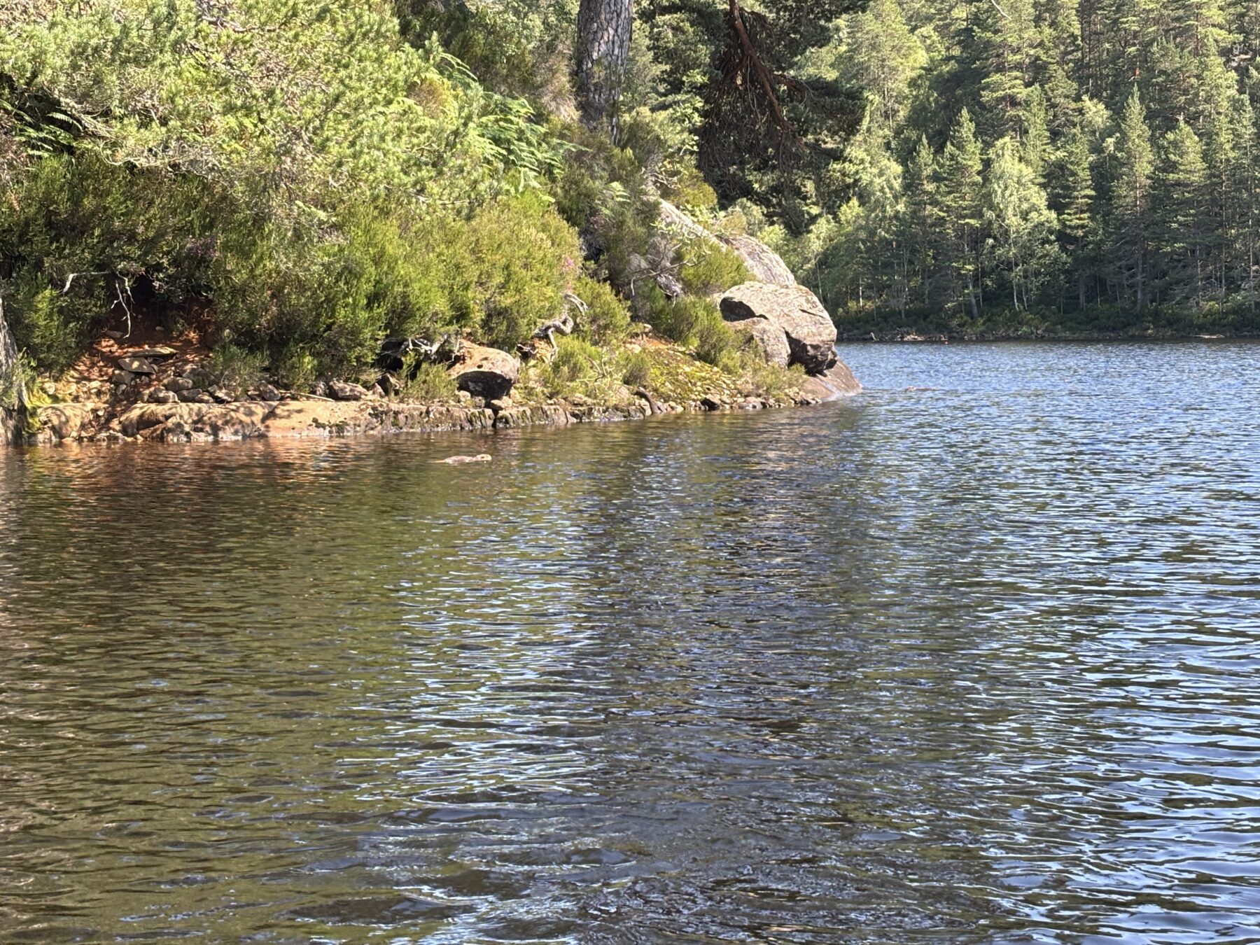 Beaver kits in the distance swimming along the opposite shoreline, the water is lined with a stony shore and low green shrubs