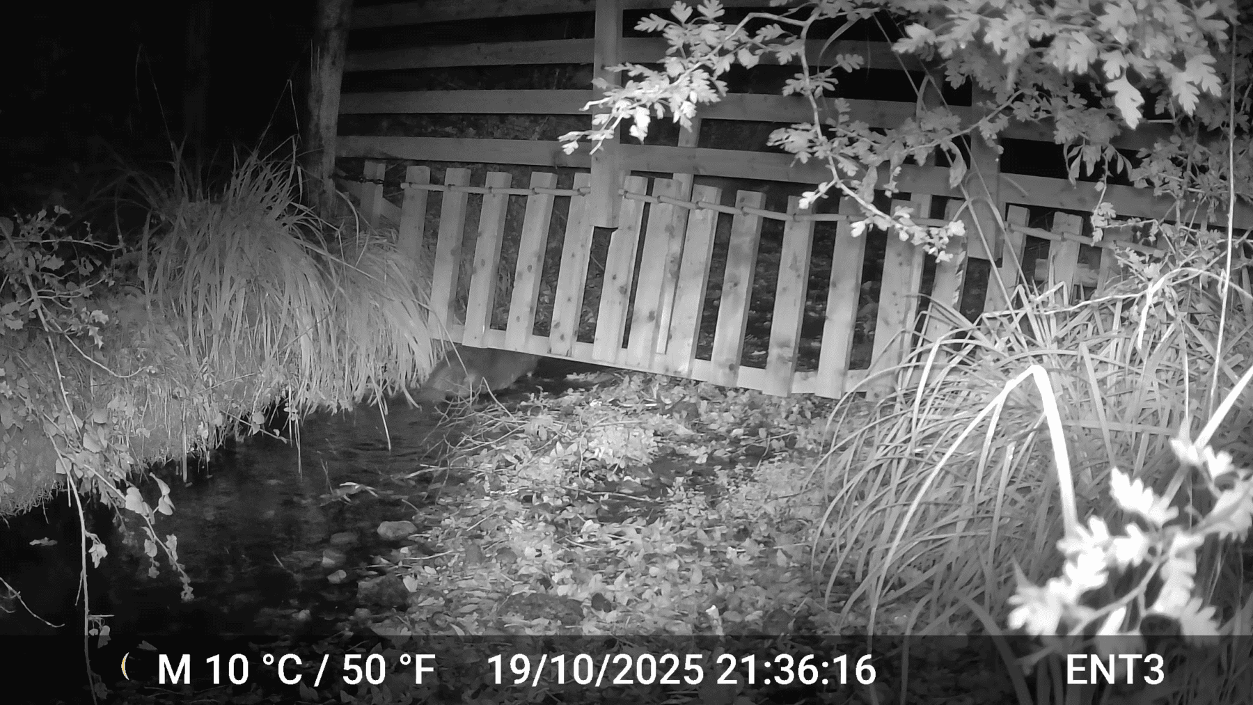 Beaver moving under the deer fence
