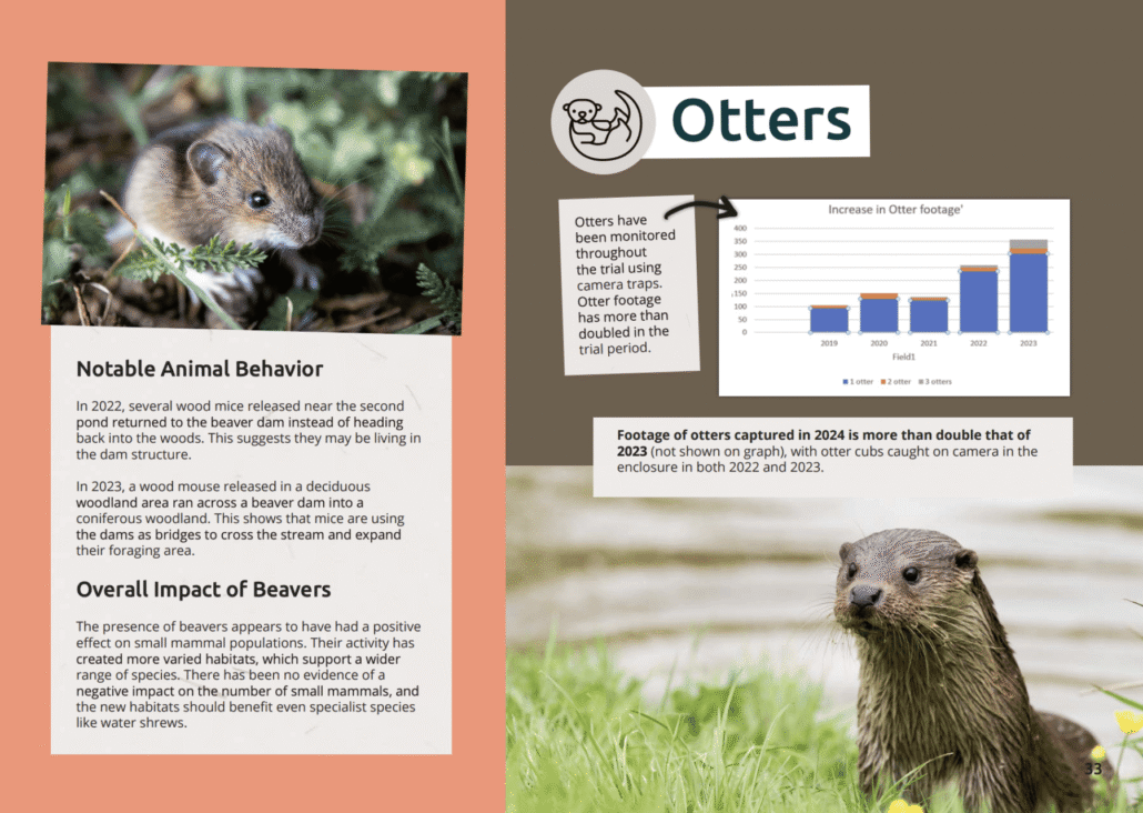 A page from the Cropton Forest Beaver Trial report. It has a graph showing the increase of otter numbers since the beavers arrival, and explains how small mammal numbers are also increasing
