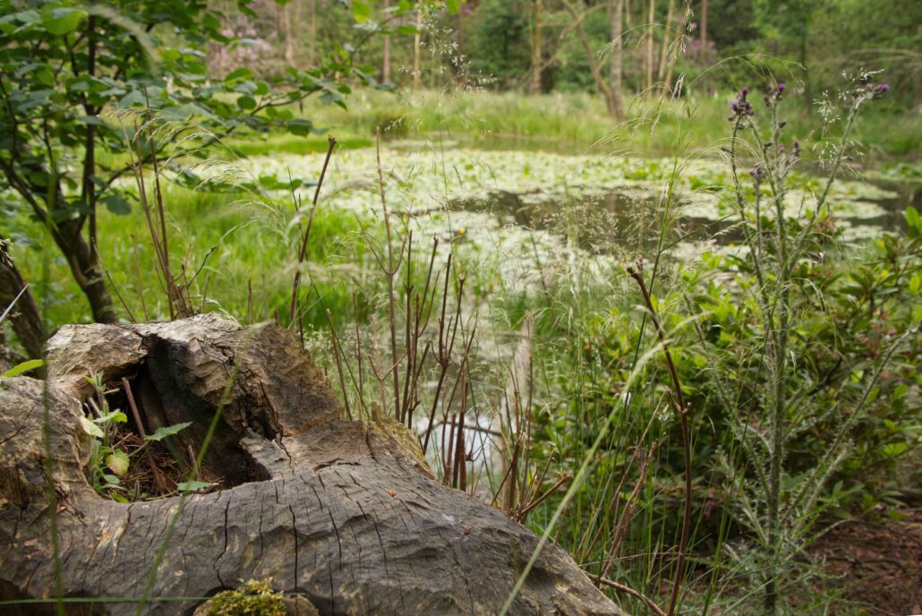A mossy stump with beaver teeth marks in front of a lush green beaver pond