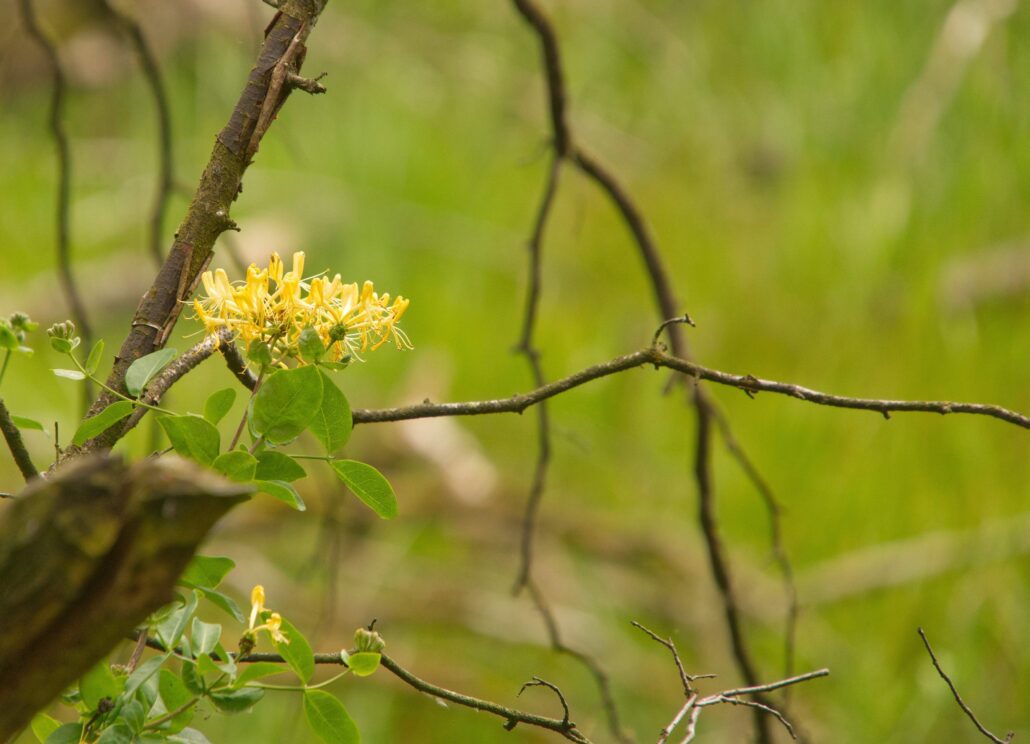 Blooming yellow honeysuckle clings to a branch of deadwood