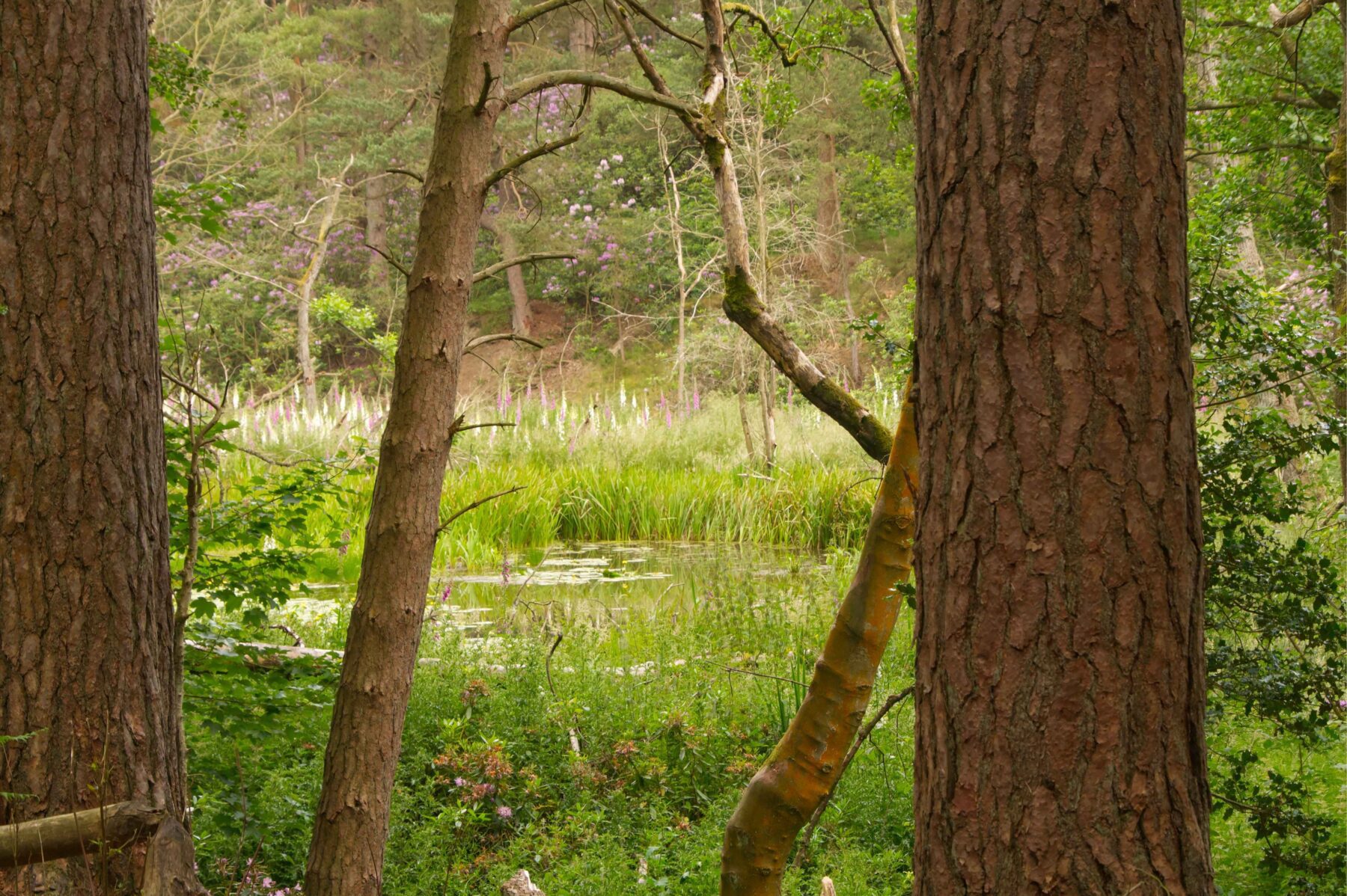A lush pond with foxgloves, framed by tree trunks