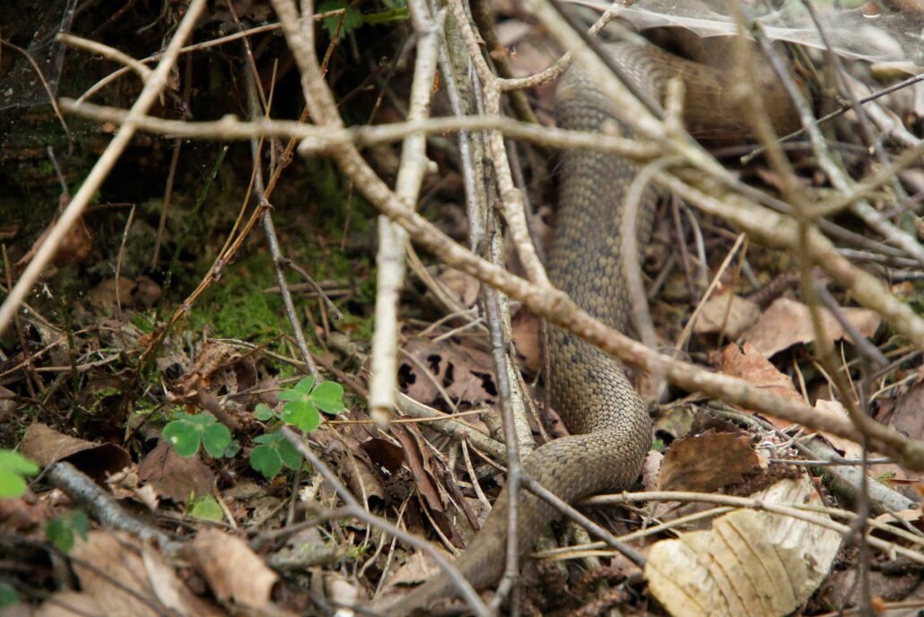An adder tail, partially obscured by sticks and leaves, sitting at the bottom of a tree
