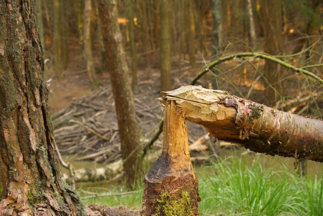 A beaver felled tree is in the foreground, and a beaver lodge that looks like a large pile of sticks is in the background