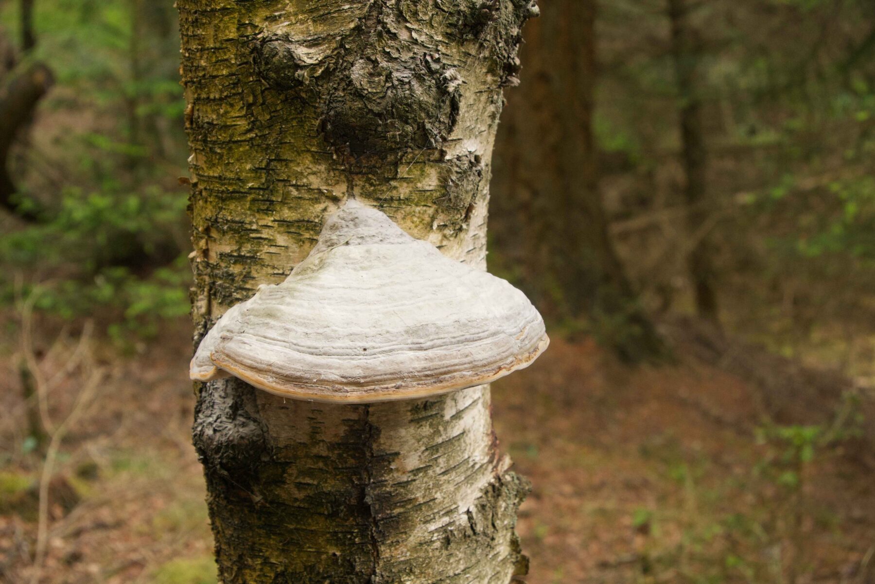 A large white bracket fungus protrudes from a birch tree