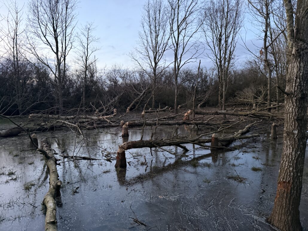 Beaver gnawed trees at Wild Wrendale, stamps and branches in a wetland
