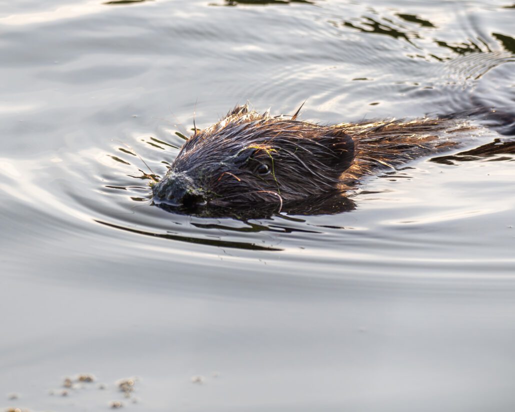 A beaver swimming