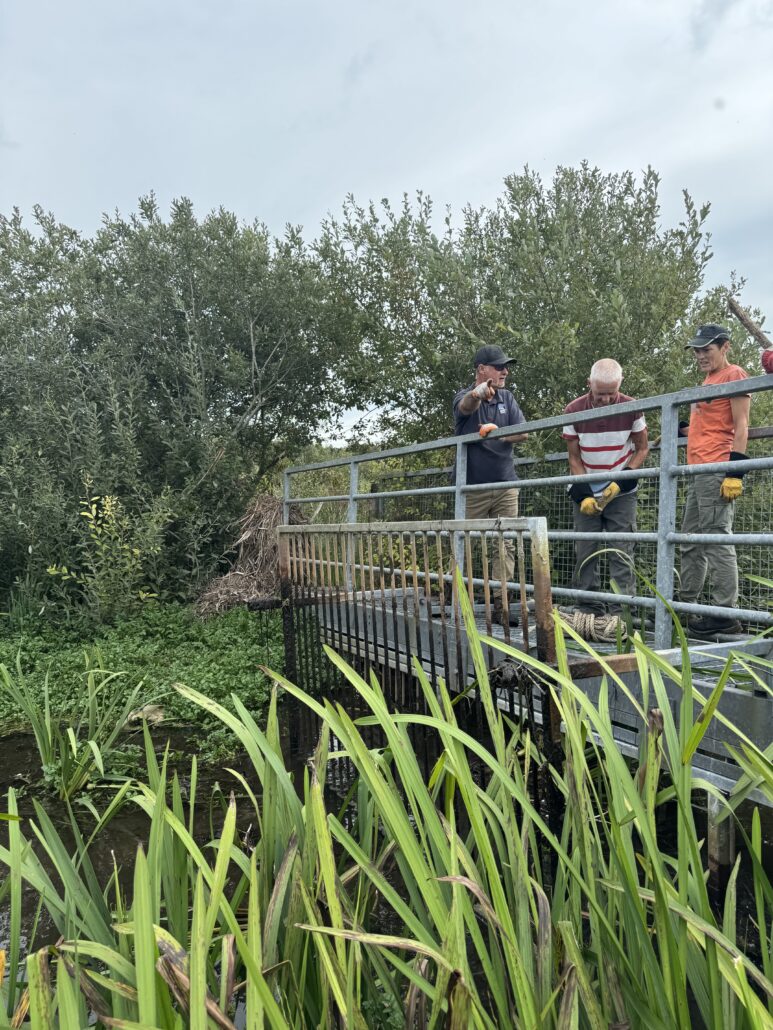 Staff and volunteers removing the enclosure barrier