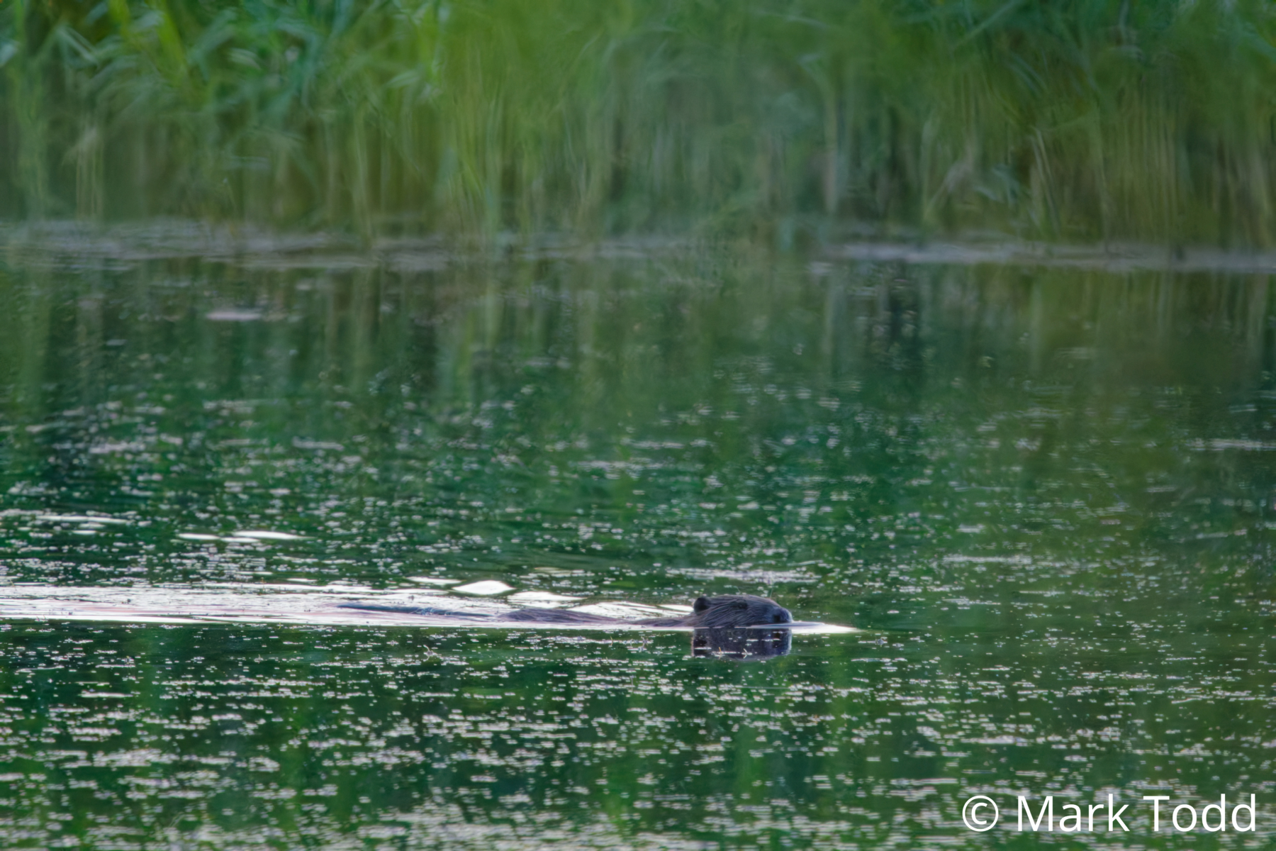 Beaver swimming