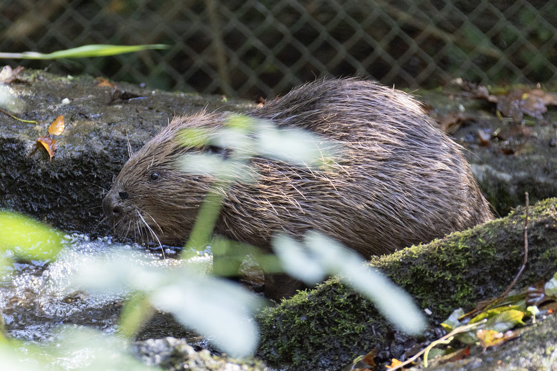 Young beaver facing left partially shrouded by foliage