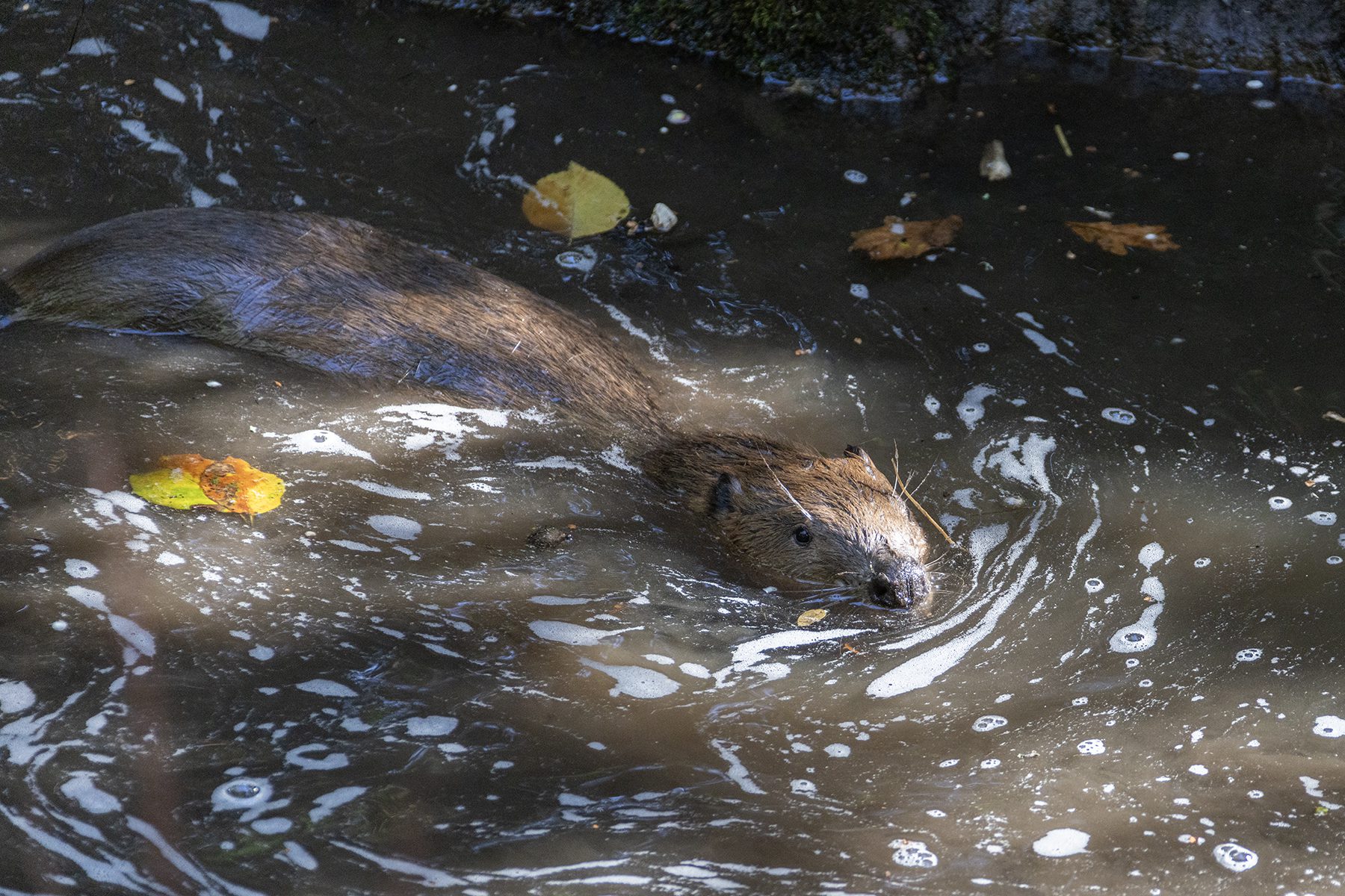 Beaver in sun-dappled pool wih autumnal leaves floating around them