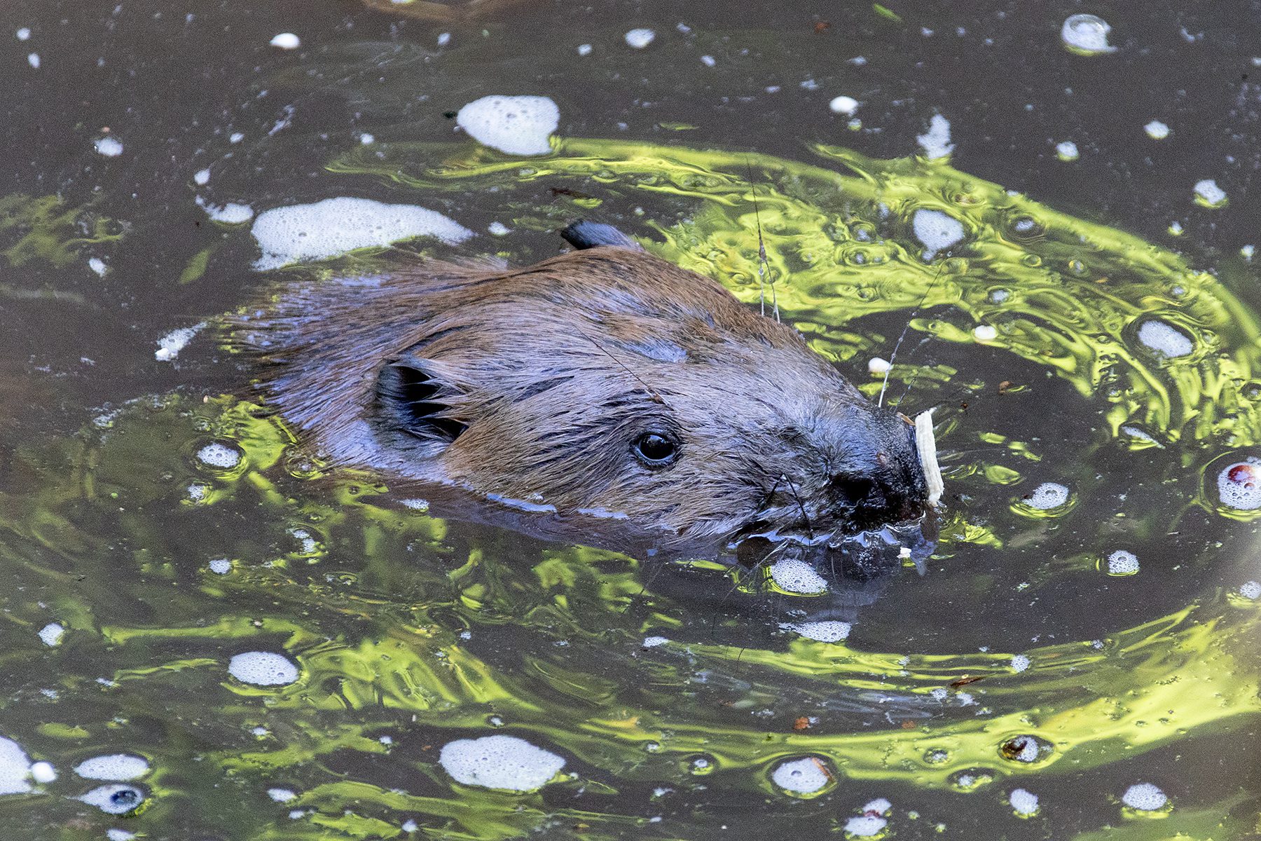Beaver face in the water srrounded by leaf reflections and bubbles