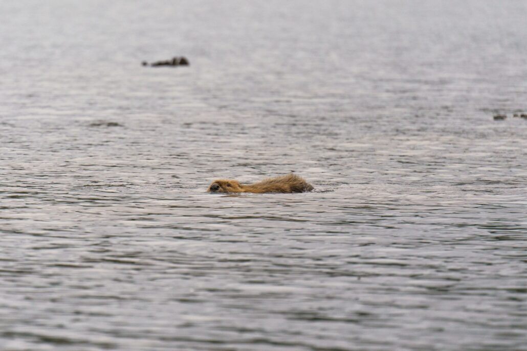 Beaver swimming in the distance