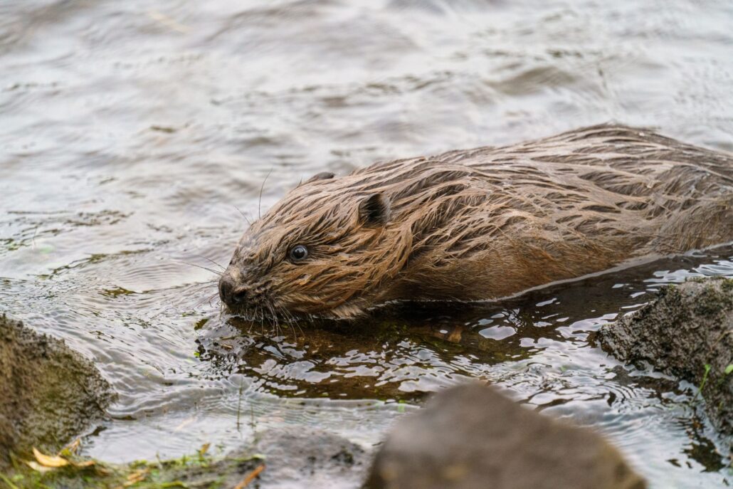 Beaver paddles along a rocky shore