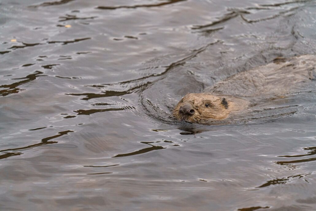 Beaver swimming towards the camera