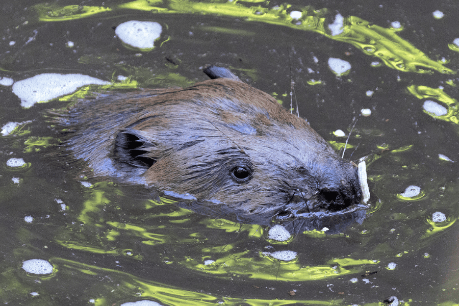 Beaver swimming at the Cornish Seal Sanctuary