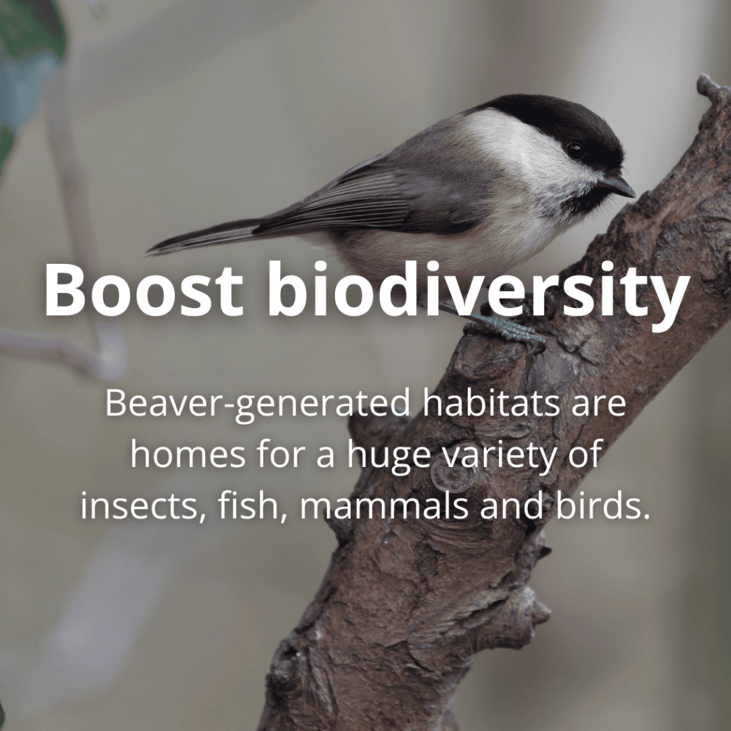 Boost biodiversity beaver-generated landscapes are homes for a huge variety of insects, fish, mammals and birds.
