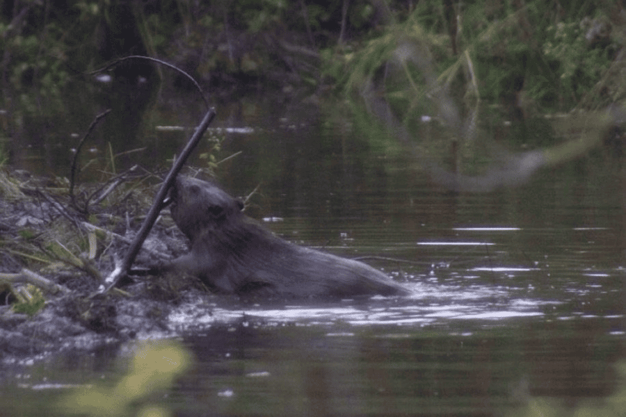 Beaver swimming at Meonside farm