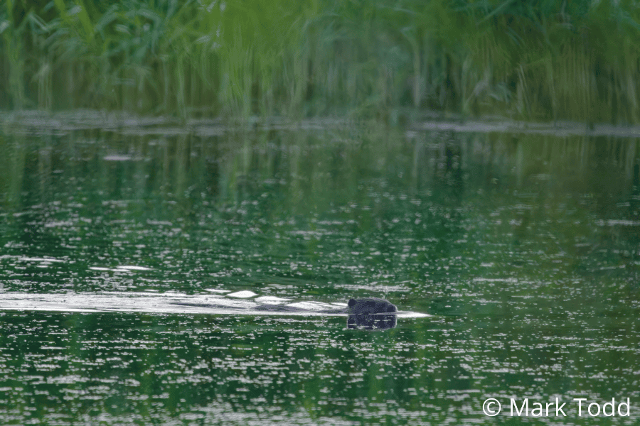 Beaver swimming at Nene wetlands