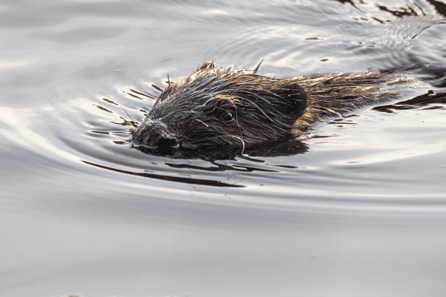 Beaver swimming at Trentham Gardens