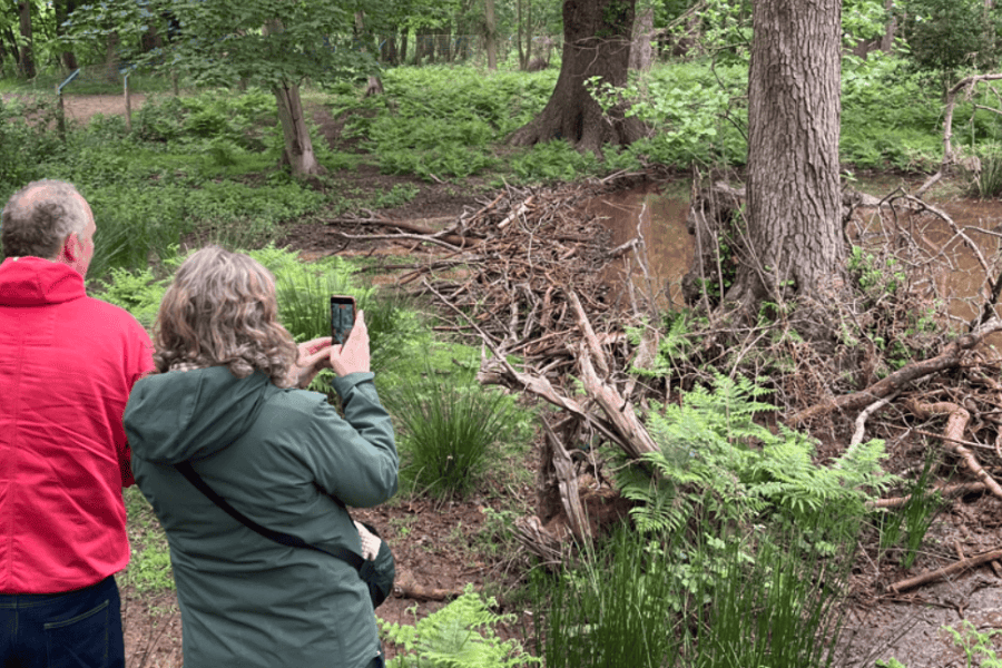 Guests photographing beaver wetland at Wild Ken Hill