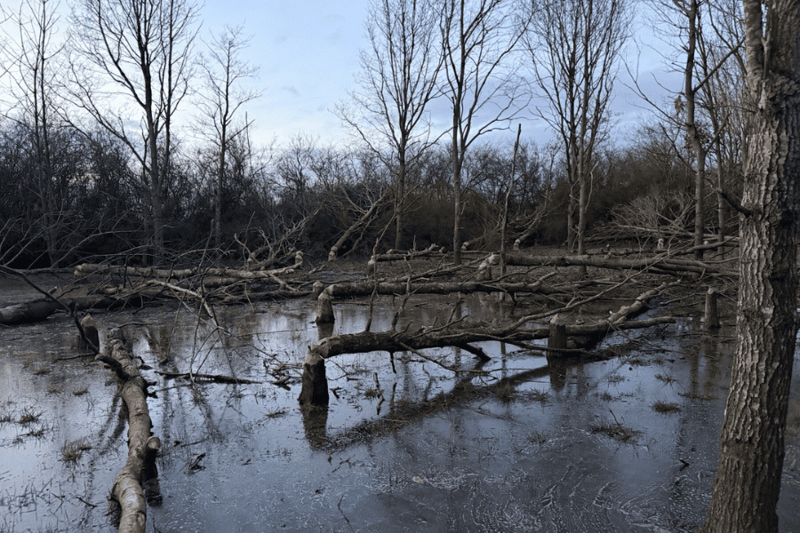 Beaver wetland at Wild Wrendale