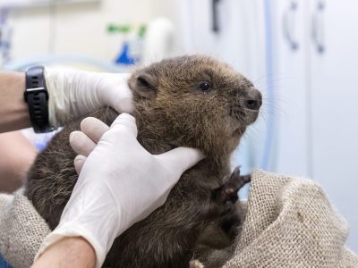 1. Dr Romain Pizzi, Dr Roisin Campbell-Palmer and Sheelagh McAllister checking the beaver kit's jaw, teeth, eyes and ears at Five Sisters Zoo (c) Beaver Trust