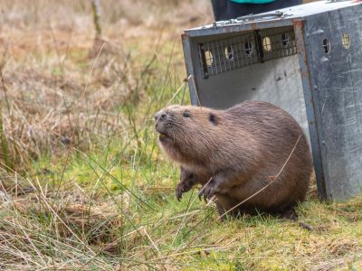 Fig leaving the crate and exploring his new home (c) Beaver Trust