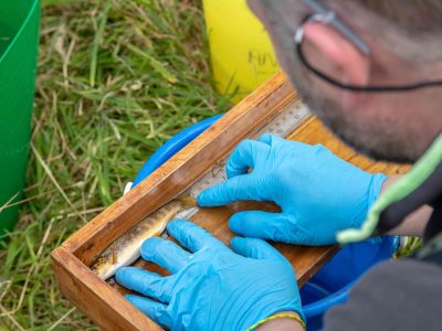 Rob-measuring-fish-web