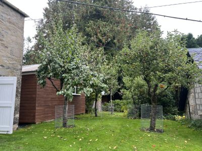 Tree protection demonstration for a private landowner, where apple trees have been protected with mesh fencing wire © Beaver Trust